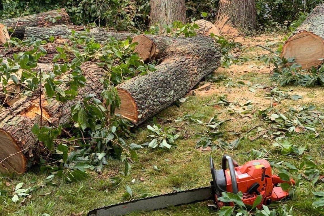 Tree & Shrub Services
